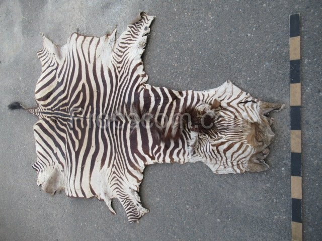 Kůže zebry