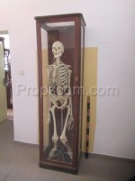 School educational model human skeleton