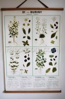 School poster - Plants