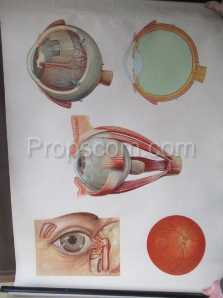 Anatomie oka - roleta