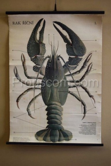 School posters - Crayfish