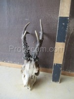 Roe deer - hunting trophy