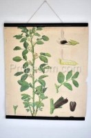 School poster - Plant