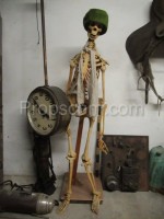 Human skeleton - educational model