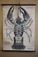 School posters - Crayfish