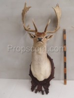 Fallow deer 
