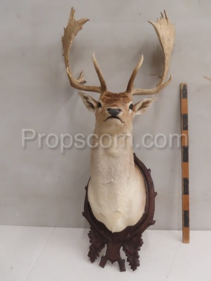 Fallow deer 