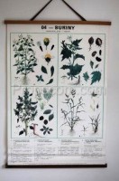 School poster - Plants