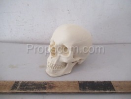 Human skull