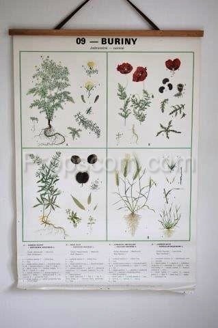 School poster - Plants