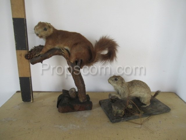 red squirrel and ground squirrel