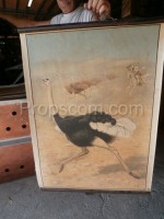 School poster - Two-toed ostrich