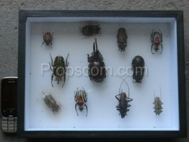 Glazed collection of beetles
