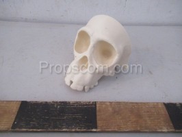 Skull human development