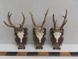 Roe deer - hunting trophy