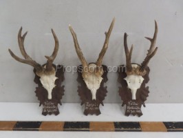 Roe deer - hunting trophy