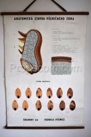 Schulplakat - Anatomische Struktur des Weizenkorns