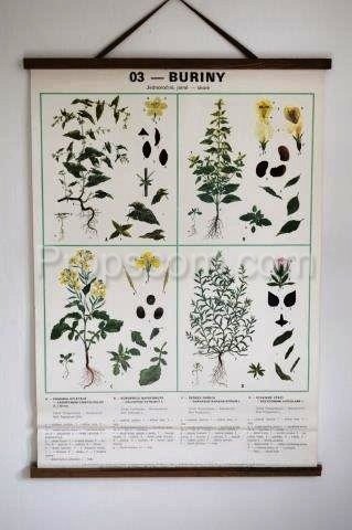 School poster - Plants