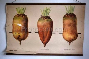 School poster - Fodder beet