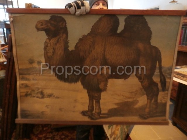 School poster - Bactrian camel