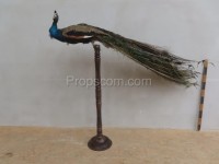 Crowned peacock