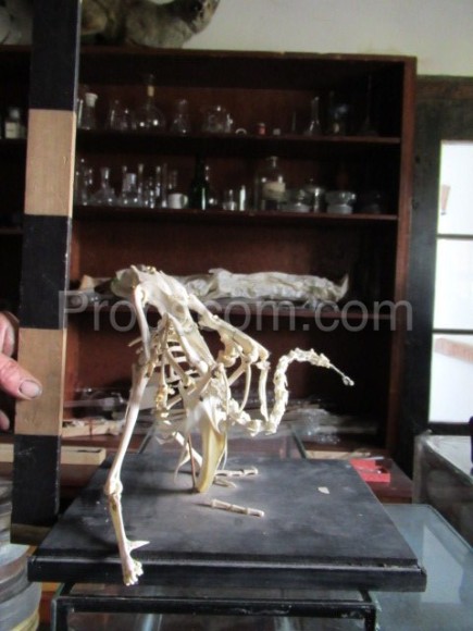 Skeleton torso