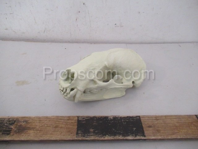 Animal skull