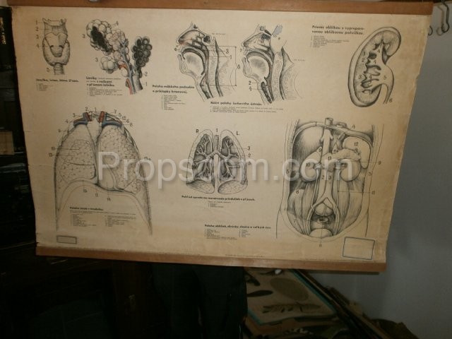 School poster - respiratory system