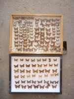 Glazed collection of butterflies