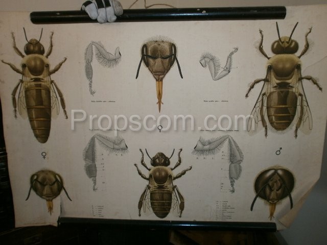 Školní plakát – Hmyz