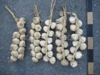 Bundles of garlic