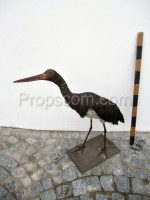 Black stork 