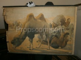 School poster - Bactrian camel