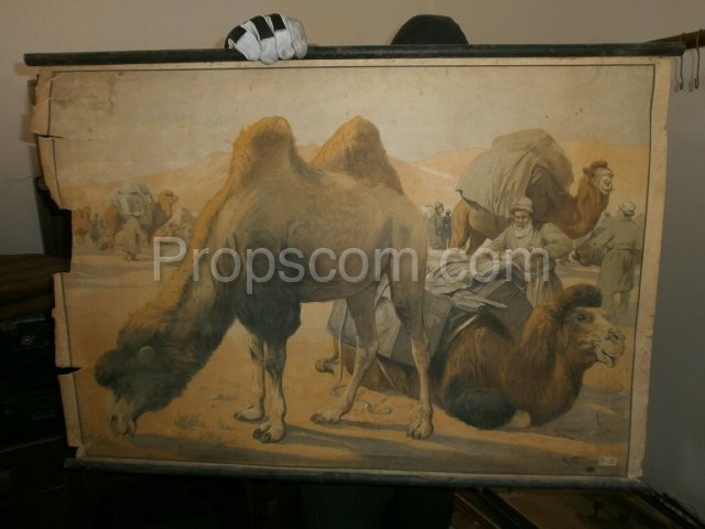 School poster - Bactrian camel