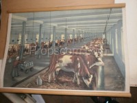 School poster - large capacity cowshed
