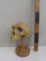 Human skull