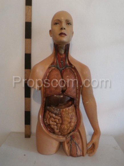 The human body - an educational model