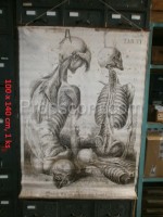 Skelette des menschlichen Körpers - Plakat