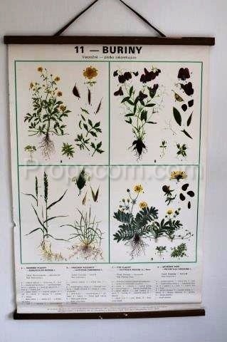 School poster - Plants