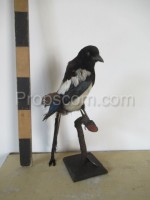 Magpie