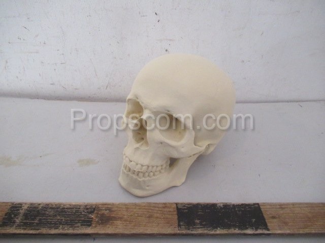 Human skull