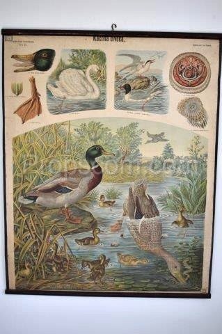 School poster - Mallard