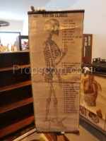 School poster - Skeleton