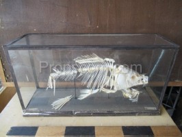 Skelett in einer Karpfenvitrine