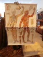 School poster - Muscles and bones