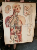 Human body kidney poster