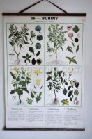 School poster - Plants