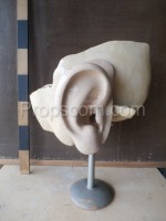 Modell des menschlichen Ohrlernens