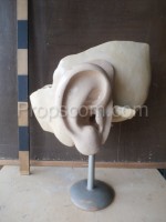 Ear human learning model