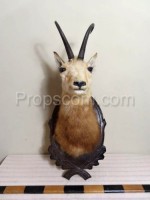 Chamois